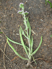 Denekia capensis image