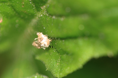 Insecta