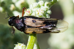 Macrosiagon pectinata