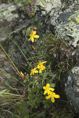 Hypericum nummularioides