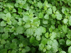 Australina pusilla pusilla