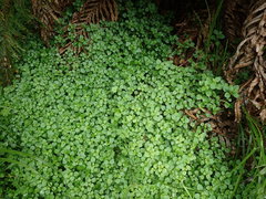 Australina pusilla pusilla