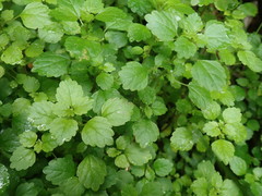 Australina pusilla pusilla