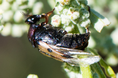 Macrosiagon pectinata