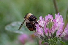 Bombus consobrinus