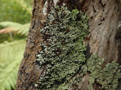 Pannaria athroophylla