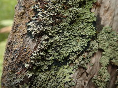 Pannaria athroophylla