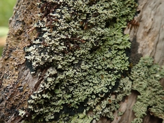 Pannaria athroophylla