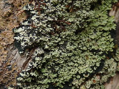 Pannaria athroophylla