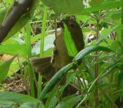 Sporophila americana