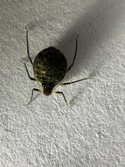 Cinara confinis