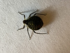 Cinara confinis