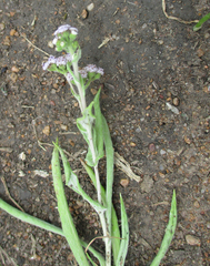 Denekia capensis image