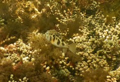 Contusus brevicaudus