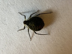 Cinara confinis