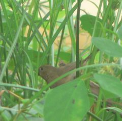 Sporophila americana