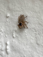 Maratus griseus