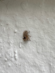 Maratus griseus