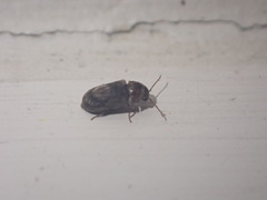 Leanobium flavomaculatum