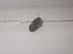 Leanobium flavomaculatum