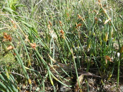 Elegia squamosa