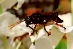 Protomydas rubidapex