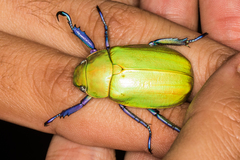 Chrysina beyeri