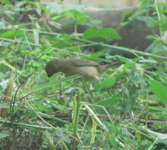 Sporophila americana