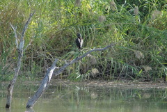 Plegadis falcinellus