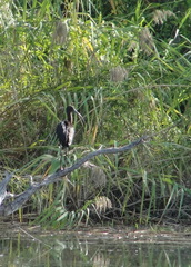 Plegadis falcinellus