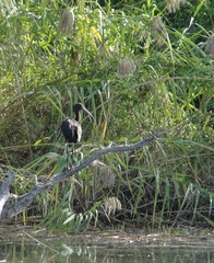 Plegadis falcinellus