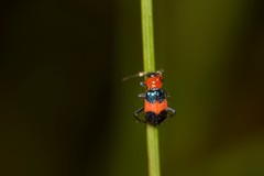 Dicranolaius cinctus