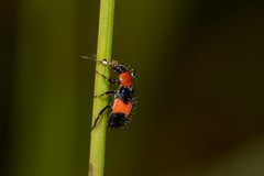 Dicranolaius cinctus