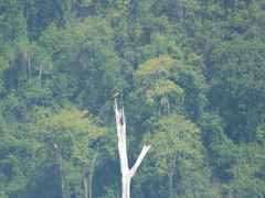 Haliaeetus