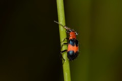 Dicranolaius cinctus