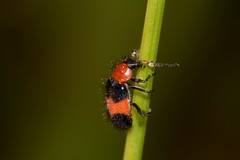 Dicranolaius cinctus