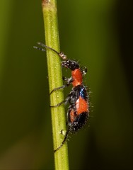 Dicranolaius cinctus