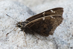 Cogia caicus