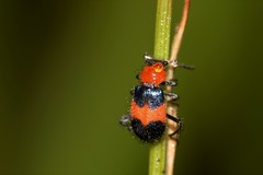 Dicranolaius cinctus