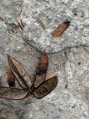 Pterospermum acerifolium