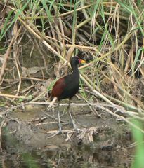 Jacana jacana