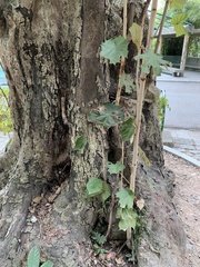 Pterospermum acerifolium
