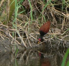 Jacana jacana