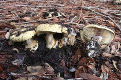 Cortinarius xanthodryophilus