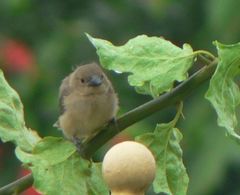 Sporophila americana