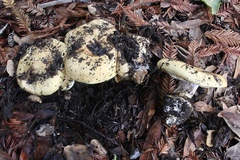 Cortinarius xanthodryophilus