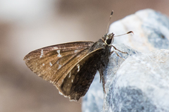Cogia caicus