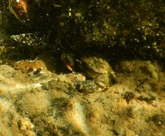 Pilumnus