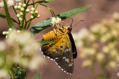 Apyrrothrix araxes