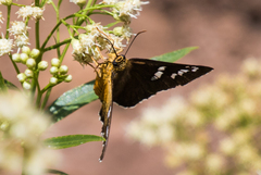 Apyrrothrix araxes